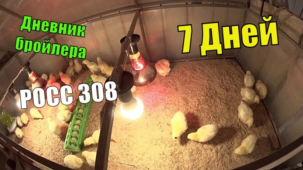 Цыплята бройлера РОСС 308  ( Семь Суток ) Динамика роста, кормление, содержание
