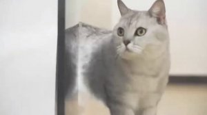 Многофункциональный фонарик Xiaomi Nextool Multi-function Emergency Radio (NE20092)