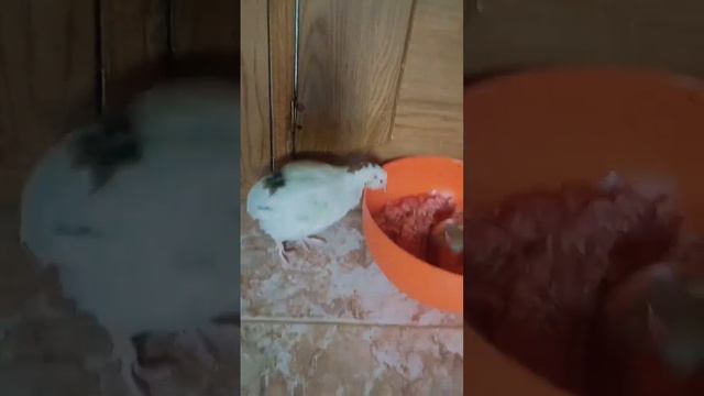 Милосердие в действии.#добро#питомцы #животные #сострадание смотреть онлайн