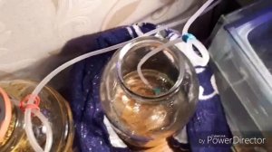 Разведение данио в 3-х литровый банке!