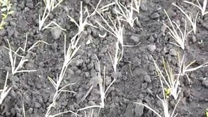 Как Я высаживаю бризу в грунт.