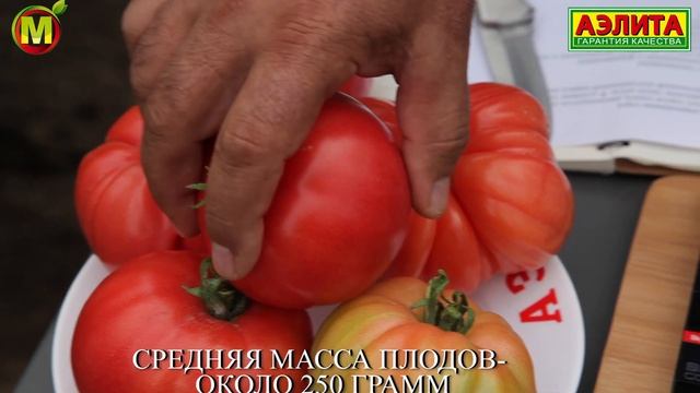 ТОМАТЫ В ТЕПЛИЦЕ: Сорт томатов Розовый Налив