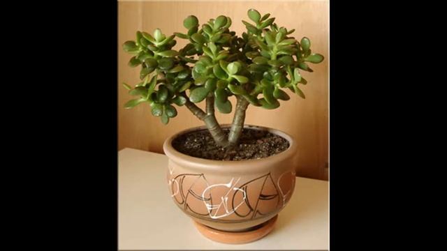 Крассула :уход в домашних условиях, виды и размножение смотреть онлайн