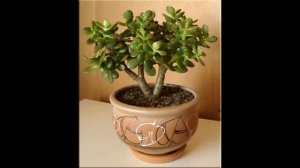 Крассула :уход в домашних условиях, виды и размножение