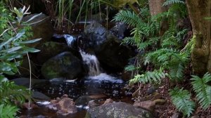 Есенин. Не жалею, Не зову, Не плачу... Стихи Сергея Есенина.