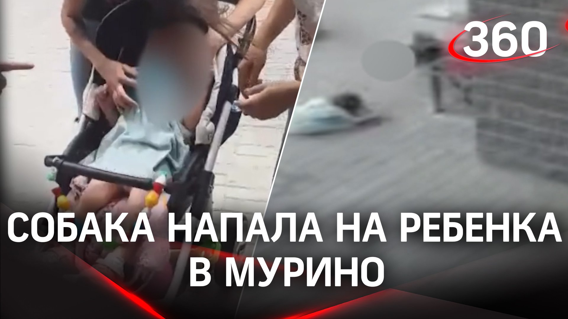 Собака вцепилась в лицо годовалой девочки в Мурино под Петербургом