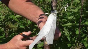 Два вида конусов для борьбы с муравьями и тлей на деревьях (2017)