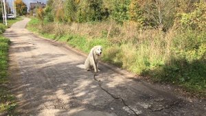 Дрессировка маремма абруцкой овчарки.