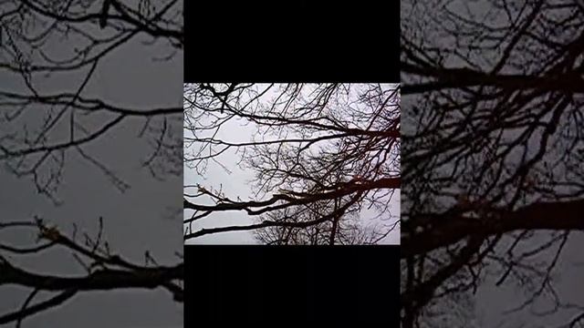 Александр Никитушкин Гуси улетели смотреть онлайн