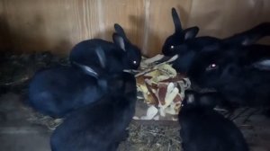 Рацион питания у крольчат. [ Чем кормить кроликов? ]