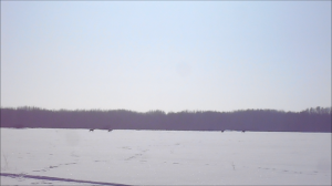 на лугу беспокойно, собаки вышли на охоту