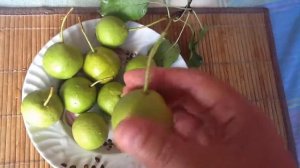 Груша Уссурийская - идеальный подвой для груши