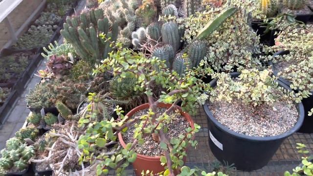 Портулакария афра (Portulacaria afra) и ее пестролистные формы. Отличное растение для бонсай смотреть онлайн