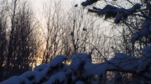 Охота на белую куропатку с 223 rem