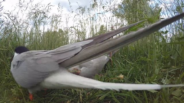 Крачка речная колония 170617 6К остров птенцы и яйца 18июня 1 10 смотреть онлайн