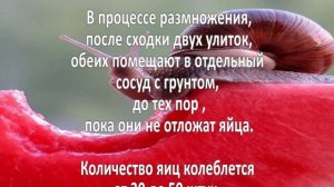 Разведение улиток. Домашние улитки, разведение.