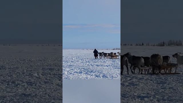 Оленеводы поехали на гонки / День оленевода