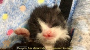 Six Little Kittens Cried Outside After Heavy Rainfall