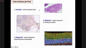 Гистология. Нервная система. Глинкина