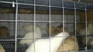 Перепела занеслись 12.08.2021///Когда начинают нестись перепела?