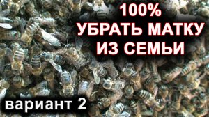 Как найти матку. 100% способ убрать матку из семьи. вариант 2.