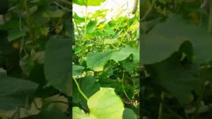 Мощнейший гибрид огурца для второго оборота!