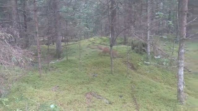 Ограбление в лесу смотреть онлайн