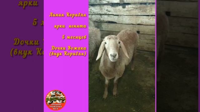 Арашан | ПРОДАНО! арашанки 3 голов ярки ягнята | арашан койлору