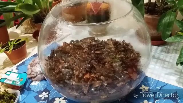 Устройство флорариума- террариума для орхидей.Эксперимент. смотреть онлайн