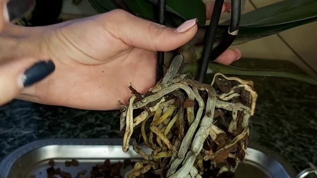 Какие корни обязательно надо удалить у орхидеи, а какие нельзя обрезать/ Подготовка к пересадке смотреть онлайн