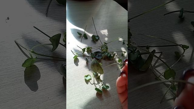 Комнатные цветы.Церопегия.Условия быстрого укоренения.?☘?