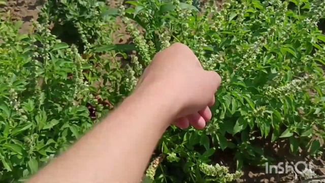 Павловния после тех.среза и красавцы-базилики смотреть онлайн