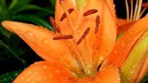 Lilium cv - Lilie, Lily