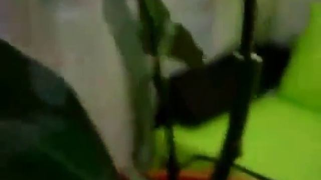 Прививка мандарина Обмен опытом ч 2 смотреть онлайн