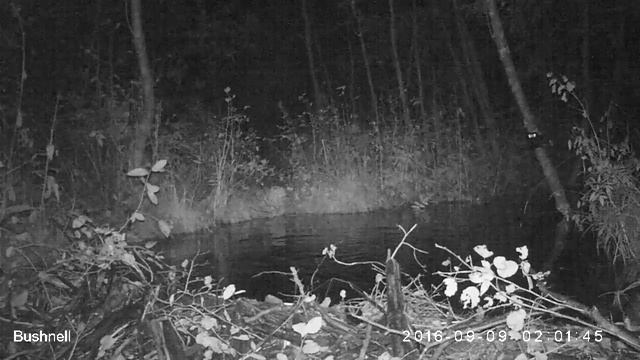 Бобры Висимский заповедник 09 09 16 смотреть онлайн