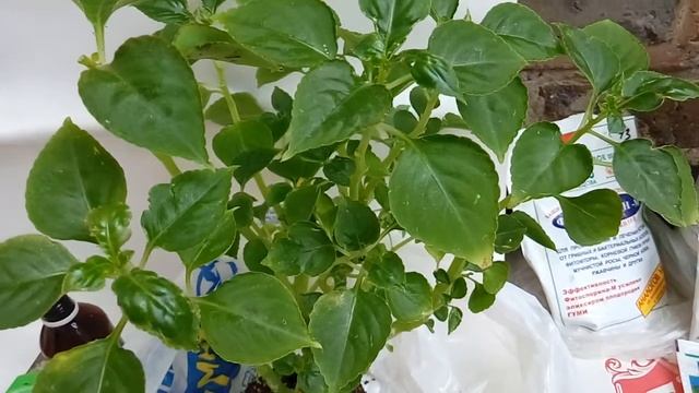 Бальзамин - обрезка для формирования куста, борьба с вредителями. Часть 1.