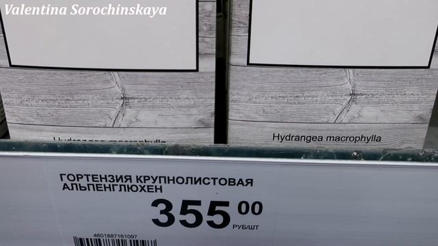 ?Леруа Мерлен Весна на пороге - саженцы, цветы в магазине Leroy Merlin