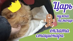 Царь на УЗИ в г.Перми