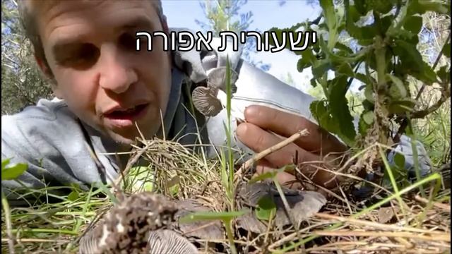 ישעורית אפורה смотреть онлайн