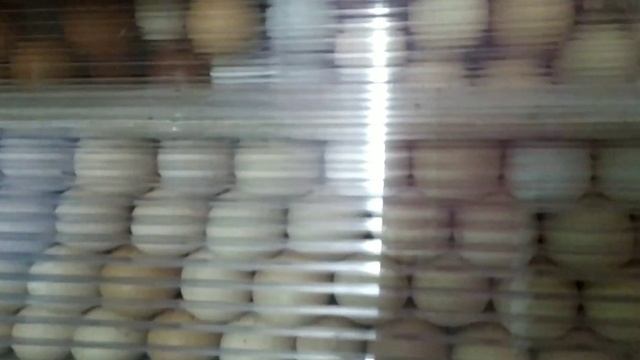 ЧЕТЫРЕ СТАДИИ РАЗВИТИЯ ЦЫПЛЯТ смотреть онлайн