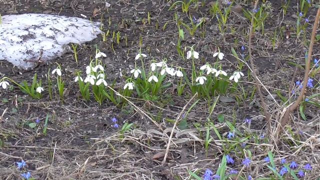 Подснежник альпийский. смотреть онлайн