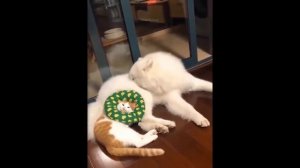 Приколы Кошки Видео Смотреть Бесплатно #19