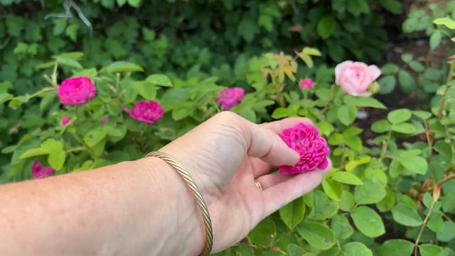 🌹 Rose de Rescht | Old Garden Rose (OGR) | Hybridizer Unknown