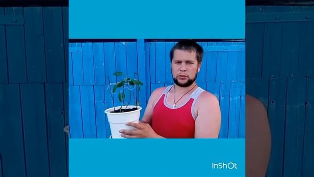 Пепино Рамзес ч2. // совет.// в деревню. смотреть онлайн