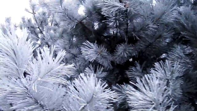 Седые сосны. Иней - натуральный декор/White pine. Rime - natural decor