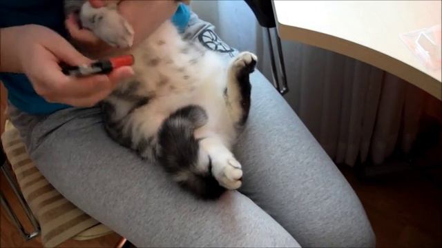 Как я ухаживаю за Марсельезой/груминг смотреть онлайн