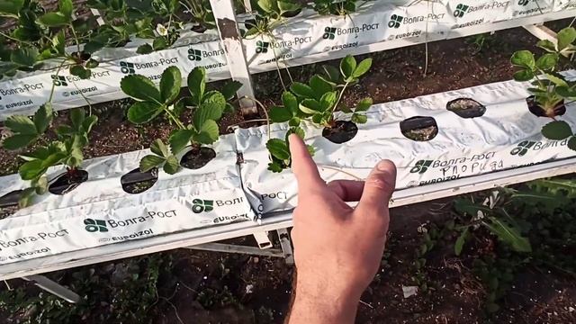 Клубника на минераловатных матах. Продолжение. смотреть онлайн