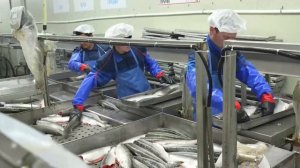 Производство рыбной продукции в России увеличилось на 11% — до 3,4 млн тонн