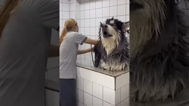 это он озвучивал Звёздные Войны