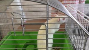 Как познакомить двух крыс?  Шаг 2